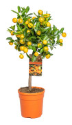Floraya - Mandarin orange | Citrus 'Calamondin' - Utomhusväxt i plantskola ⌀19 cm - ↕60-65 cm
