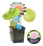 Floraya - Näckrosrosa | Nymphaea 'M'd Wilfron Gonnere' - Dammplanta i plantskola ⌀11 cm - ↕15 cm