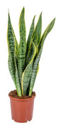 Floraya - Sansevieria XL Laurentii 17 cm - ↕65 cm