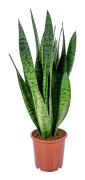 Floraya - Sansevieria XL Zeylanica 17 cm - ↕65 cm