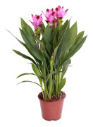 Floraya - Curcuma Siam Tulpanplanta per styck - ⌀14 cm - ↕50 cm