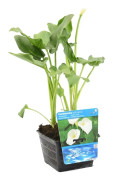 Floraya - Vit arom | Zantedeschia 'Aethiopica' - Dammväxt i plantskola ⌀18 cm - ↕20-30 cm