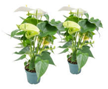 Floraya - Anthurium - Flamingoväxt vit per 2 st - Krukväxt i plantskola ⌀12 cm - Höjd ↕50 cm