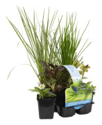 Floraya - 6x dammväxter Insektsvänlig mix - Dammväxt i plantskola ⌀9 cm - ↕10-20 cm