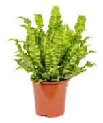 Floraya - Asplenium 'Crispy Wave' | Randig ormbunke - Krukväxt i plantskola D17 cm - H35-45 cm