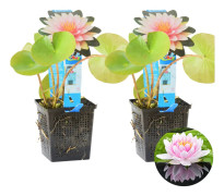Floraya - Näckrosrosa | Nymphaea 'M'd Wilfron Gonnere' 2x - Vattenväxt i plantskola ⌀11 cm - ↕15 cm