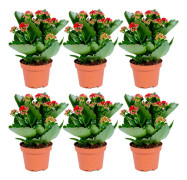 Floraya - Kalanchoe Garden Lina - Röd per 6 st - Utomhus- och inomhusväxt i plantskola ⌀12 cm - Höjd ↕25-30 cm