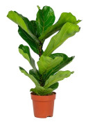 Floraya - Tobaksplanta - Ficus Lyrata Bambino per styck - ⌀12 cm - ↕30 cm