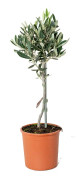 Floraya - Olivträd på stammen | Olea Europaea - Utomhusväxt i plantskola ⌀14 cm - ↕40-50 cm
