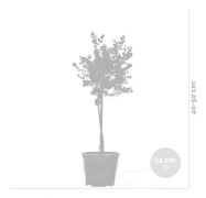 Floraya - Eucalyptus Gunni på stjälk - 2 stycken - plantskola 14cm - ↕40cm