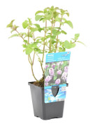 Floraya - Mentha aquatica | Vattenmynta - Dammväxt i plantskola ⌀9 cm - ↕10-20 cm