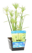 Floraya - Cyperus percamenthus | Papyrusväxt - Dammväxt i plantskola ⌀18 cm - ↕20-30 cm