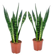 Floraya - Damtunga - Sansevieria XL svart korall - 2st ⌀17 cm - ↕65 cm