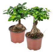 Florya - Bonsai - Ficus 'Ginseng' 2 stycken – ⌀15 cm - ↕35 cm