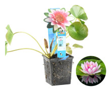 Floraya - Näckros Lila | Nymphaea 'Attraction' - Dammväxt i plantskola ⌀11 cm - ↕15 cm