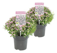 Floraya - Lavendelljung 'Blue Ice' 2 st - Höjd 40 cm