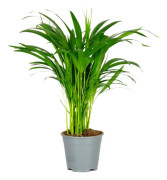 Floraya - Dypsis - Areca palm per styck - ⌀14 cm - ↕50-60 cm