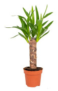 Floraya - Yucca | Palmlilja - Krukväxt i plantskola D12 cm - H35-45 cm