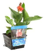 Floraya - Canna Isabel - Dammplanta i plantskola ⌀18 cm - ↕20-30 cm