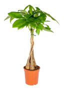 Floraya - Money Tree - Pachira Aquatica ⌀21 cm - ↕90-100 cm