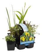 Floraya - 6x dammväxter Native mix - Dammplanta i plantskola ⌀9 cm - ↕10-20 cm