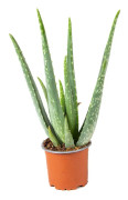 Floraya - Aloe Vera per styck - ⌀10,5 cm - ↕35 cm