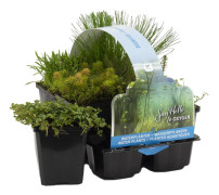 Floraya - 6x dammväxter oxygen mix - Dammplanta i plantskola ⌀9 cm - ↕10-20 cm