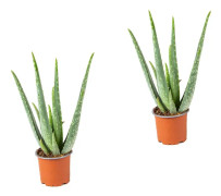 Floraya - Aloe Vera per 2 st - ⌀10,5 cm - ↕35 cm