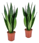 Floraya Lady's Tongue - Sansevieria XL Zeylanica - 2st ⌀17 cm - ↕65 cm