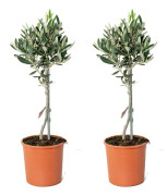 Floraya - Olivträd på stam per 2 st | Olea Europaea - Utomhusväxt i plantskola ⌀14 cm - ↕40-50 cm