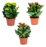 Floraya - Kalanchoe Garden Lina - Blandad per 3 st - Utomhus- och inomhusväxt i plantskola ⌀12 cm - Höjd ↕25-30 cm