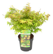 Floraya - Japansk lönn | Acer 'Little Princess' - Utomhusväxt i plantskola ⌀19 cm - ↕30-35 cm