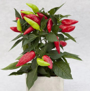 Snacks-chili 12cm kruka