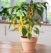 Citronchili 12cm kruka