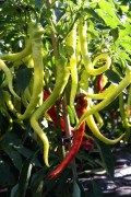 Spiralchili 12cm kruka