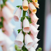 Fingerborgsblomma 'Apricot' 9cm kruka