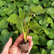 Sötpotatis 'Rosa' 3 pluggplantor