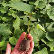 Sötpotatis 'Alnarp nr 5' 3 pluggplantor