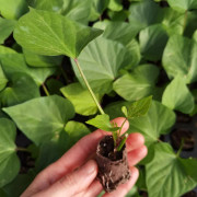 Sötpotatis 'Alnarp Brandgul' 3 pluggplantor