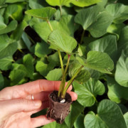 Sötpotatis 'Mira' 3 pluggplantor