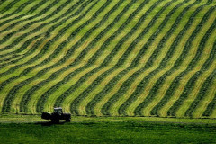 Rows Of Hay Poster