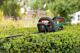 Bosch Home and Garden UniversalHedgeCut 18-50 Batteri Häcksax inkl. batteri 18 V Li-Ion