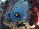 Diver And Pygmy Sweepers Poster