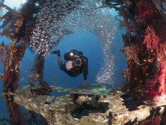 Diver And Pygmy Sweepers Poster
