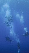 Barracudas And Divers Poster
