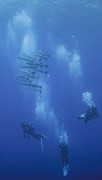 Barracudas And Divers Poster