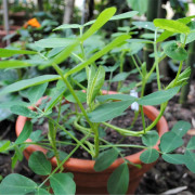 Jordnöt 'Arachis Hypogaea' - 30 st. frön/förp.