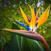 Papegojblomma (Strelitzia reginae) - 1 st. planta/förp.