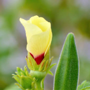 Okra 'Abelmoschus esculentus' - 4 st. plantor/förp