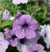 Last Chance new-seeds-petunia-lavendel-sky20-seeds